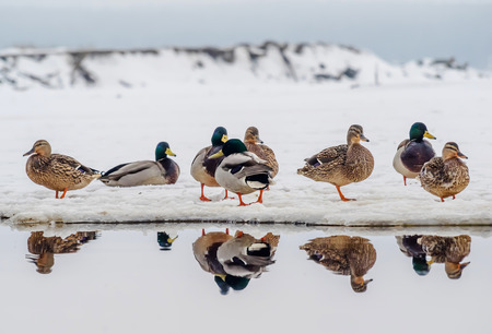 duck on the lake の写真素材