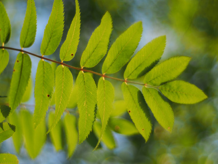 rowan leavesの写真素材