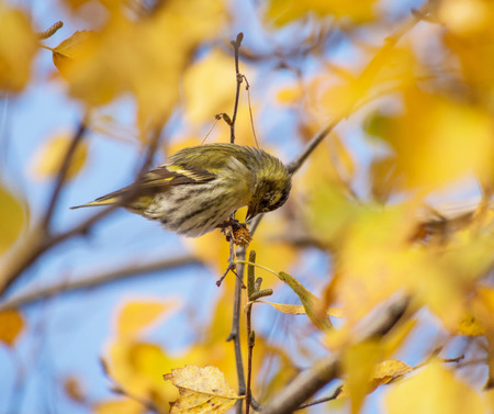 Siskin on the tree