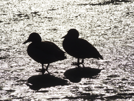 duck on the lakeの写真素材