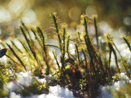 haircap in the woodsの写真素材