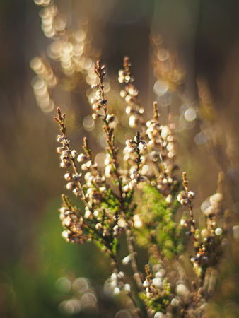 heather in the forestの写真素材