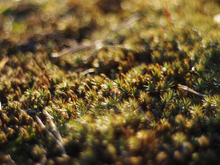 haircap in the woodsの写真素材