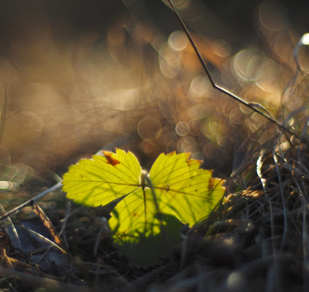 strawberry leaf in the forestの写真素材