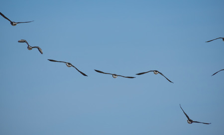 gaggle