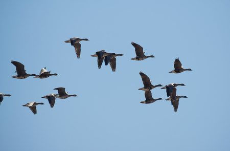 gaggleの写真素材