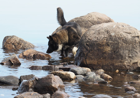 dog runs on water