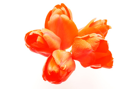 red tulips on white backgroundの写真素材