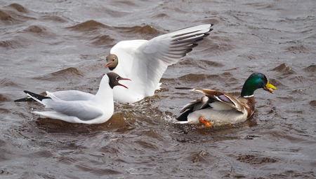 Gulls and duck in fight for foodの写真素材