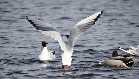 Gulls and duck in fight for food
