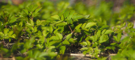 grass