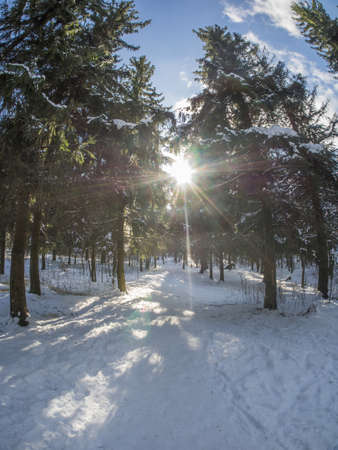 spruce forest in winter