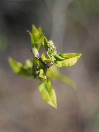 leaves of wild cherry in springの写真素材