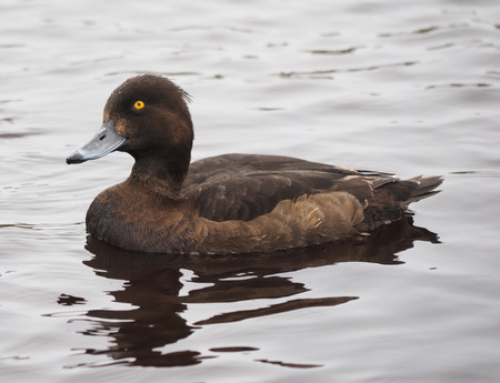 Tufted duck, Aythya fuligulaの写真素材