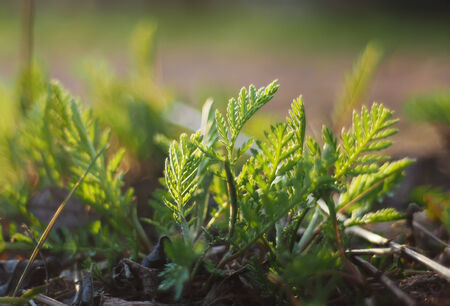 grassの写真素材