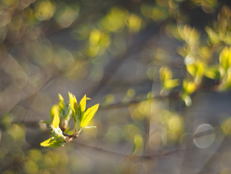 leaves of wild cherry in spring