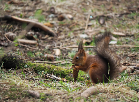 squirrel in the forest