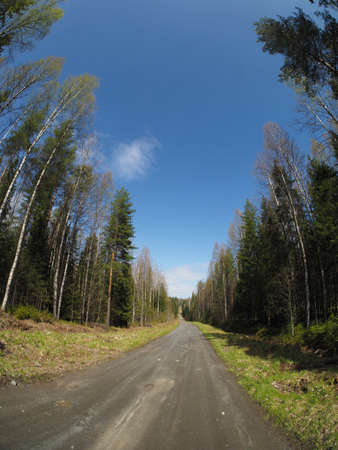 road in spring forestの写真素材