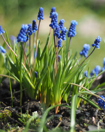 murine hyacinth flowersの写真素材