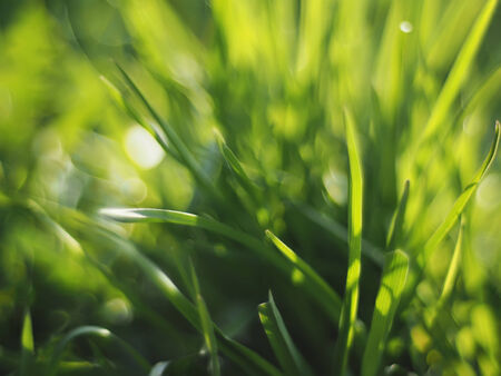 grassの写真素材