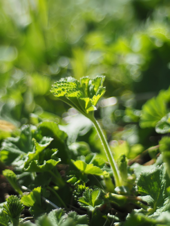 Alchemilla vulgaris
