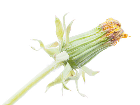 Bud dandelion isolated on a white background の写真素材