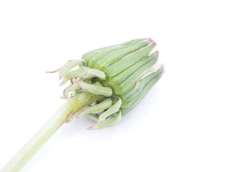 Bud dandelion isolated on a white background の写真素材