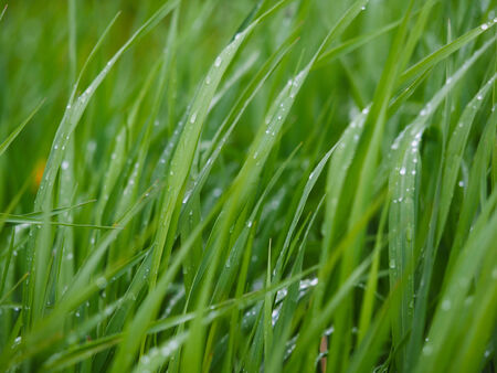 drops on leavesの写真素材