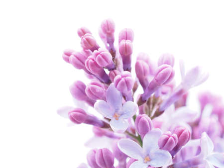 lilac on white backgroundの写真素材