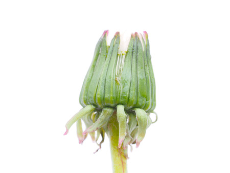 Bud dandelion isolated on a white background の写真素材