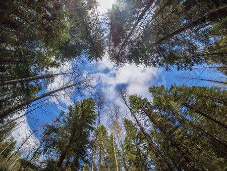 crown treesの写真素材