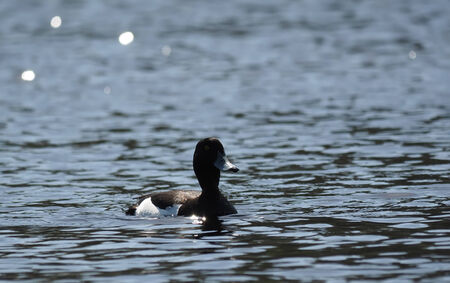 Tufted duck, Aythya fuligulaの写真素材