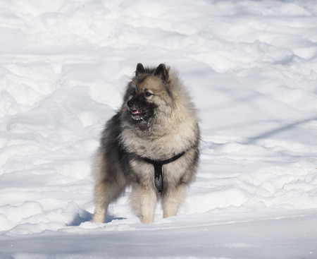 dog on snow