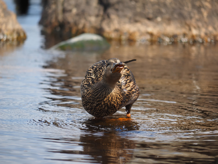 duck on the lakeの写真素材