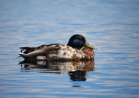 duck on the lakeの写真素材