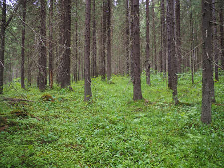 taiga forest