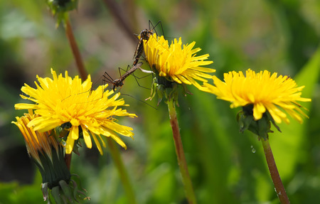 Mosquito crane-fly on flowerの写真素材
