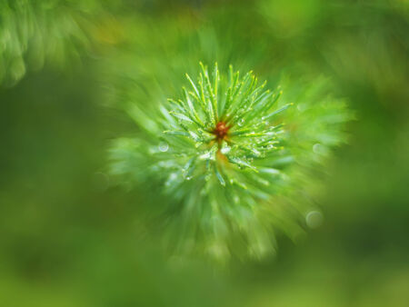 water droplets on the pine
