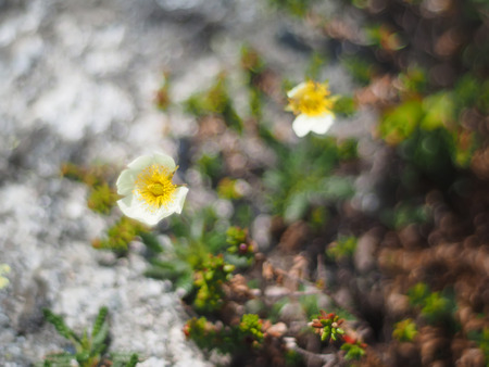 flowers dryads