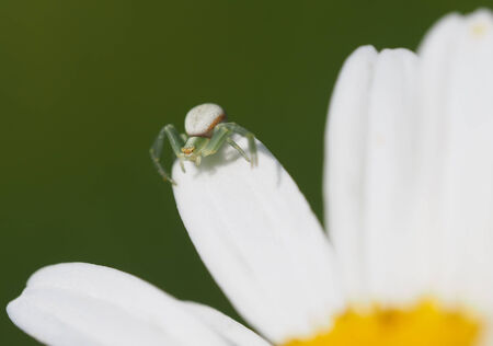 Spider on daisy petalsの写真素材