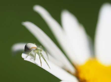 Spider on daisy petalsの写真素材