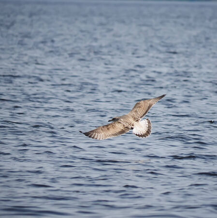 gull chick