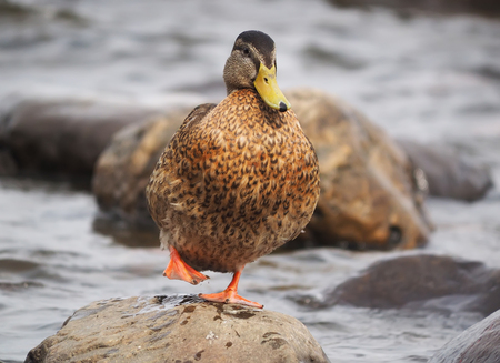 duck on the lakeの写真素材