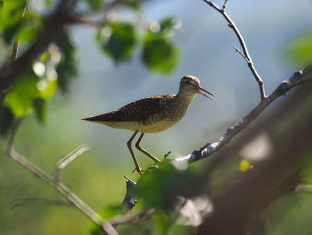 Wood Sandpiper