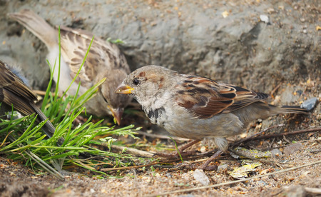 Sparrow in the grassの写真素材