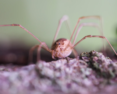 Opiliones spiderの写真素材