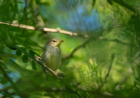 warbler bird on a treeの写真素材