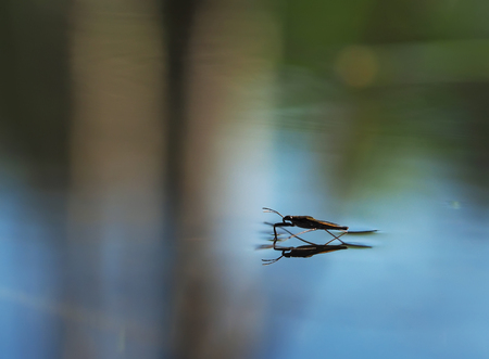 pond skater on waterの写真素材