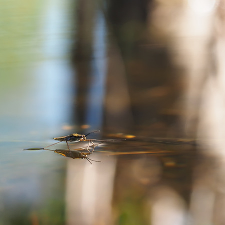 pond skater on water