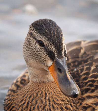portrait of a duck closeupの写真素材